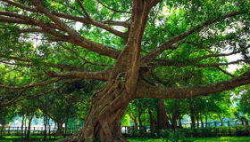 Cuc Phuong National Park - Awaken in Vietnam’s primal jungle